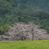 樋脇町