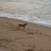 渚の犬