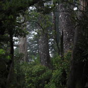 屋久島